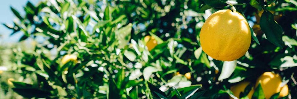 perishables lemon tree